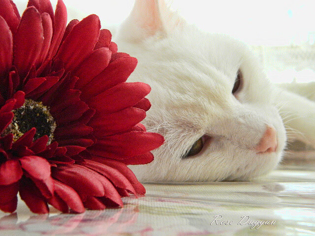 kaiyun体育app-APEX英雄 新星选手异军突起，apex英雄突击手