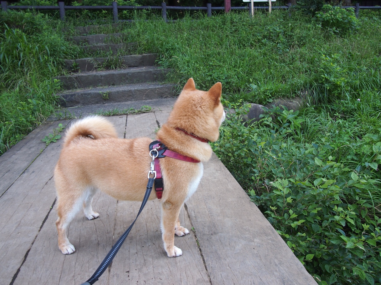 开云·体育官网-_勇士队火力十足，三分球全场飙升_，勇士队 三分